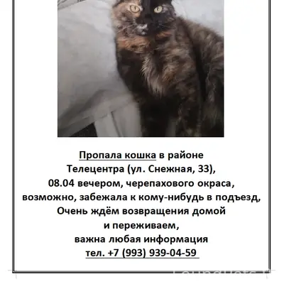 Пропала кошка черепахового окраса, район Телецентра