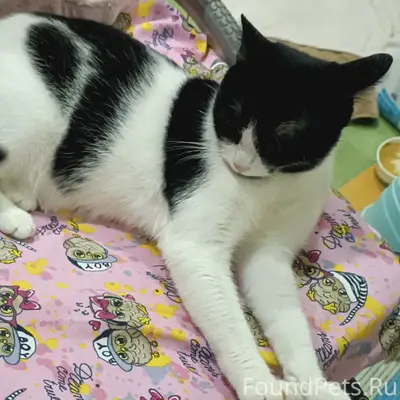 Пропала кошка Белка, Обнинск