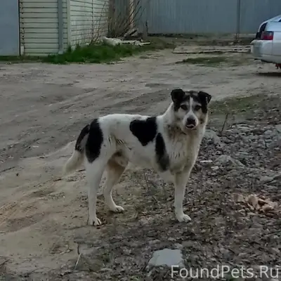 Найден кабель без лапки, Дзержинский район, Волгоград