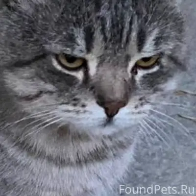 Пропал кот 