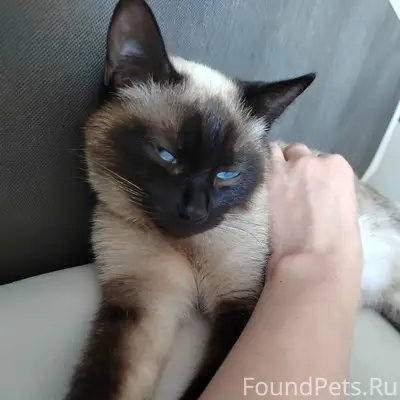 Пропала кошка, [место не указано]