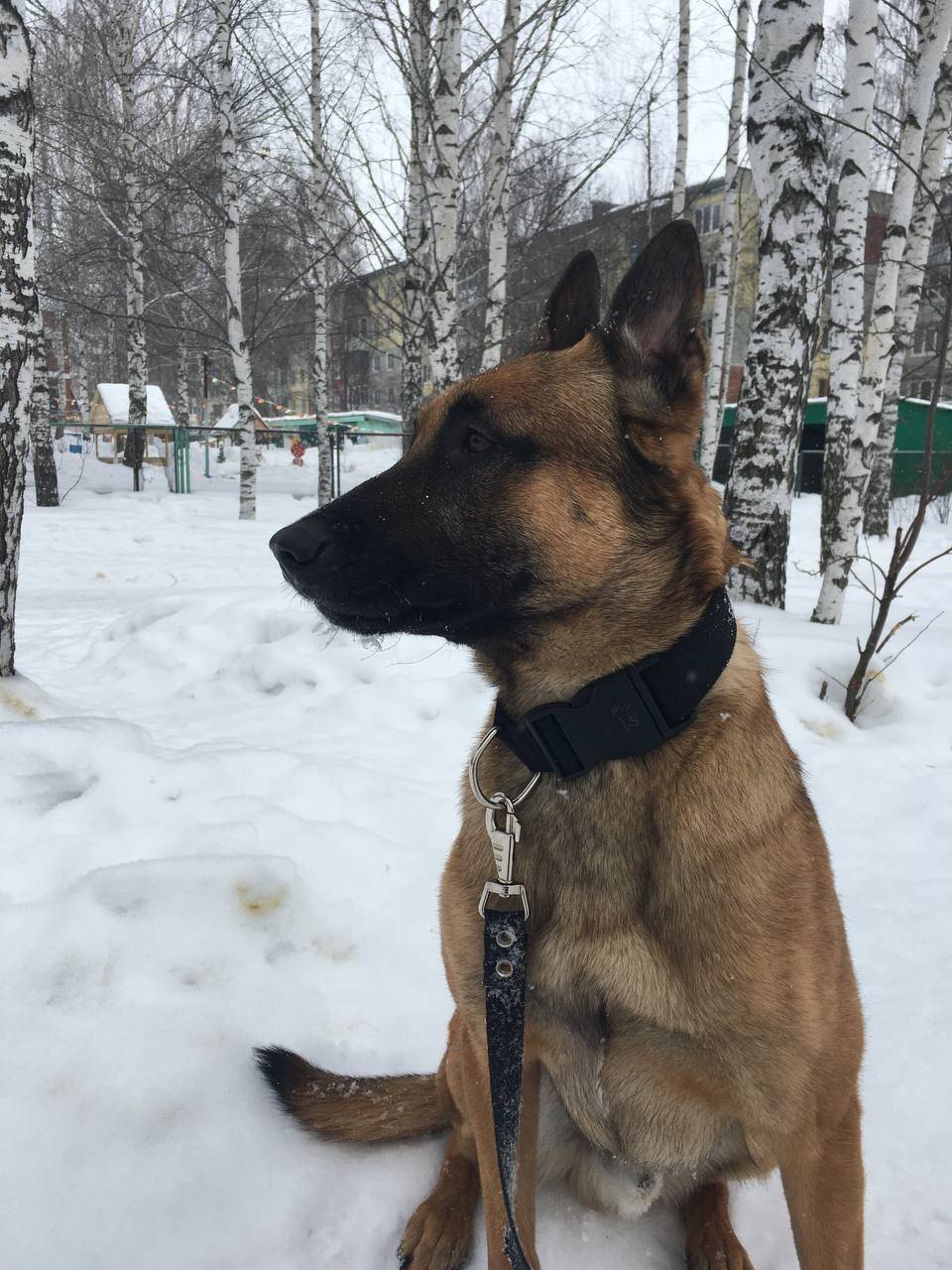 Пропал бельгийский пёс Жиган, СНТ Завьяловские сады