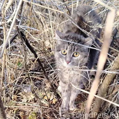 Пропала кошка, район Садаковского