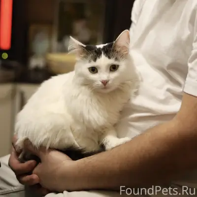 Пропала кошка Василиса, улица Сергея Акимова