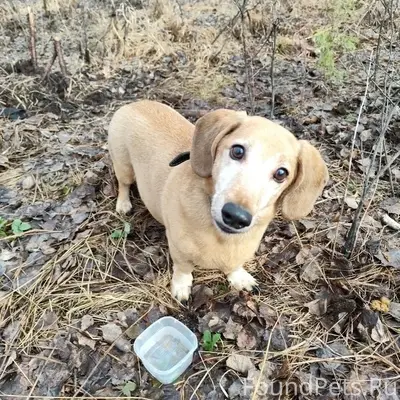 Найден пёс Арчи, лес