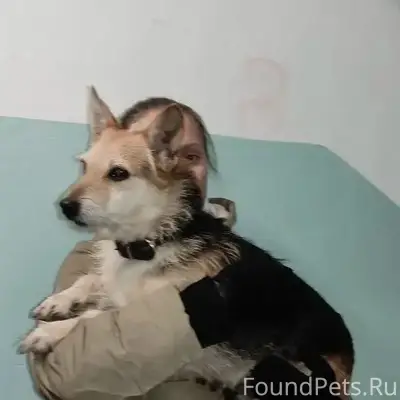 Найден пёс, пр. Героев