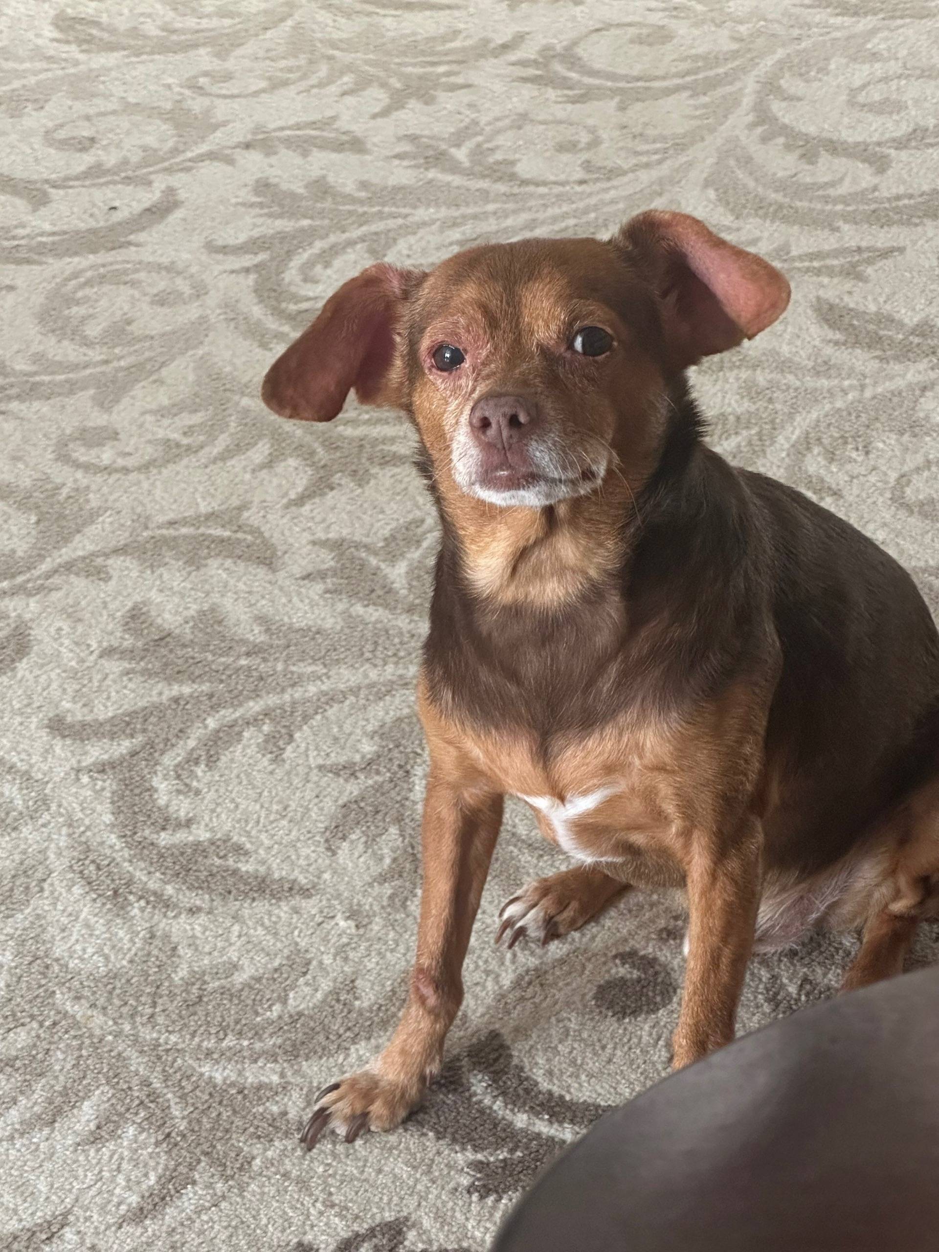 Пропал пёс Эрик