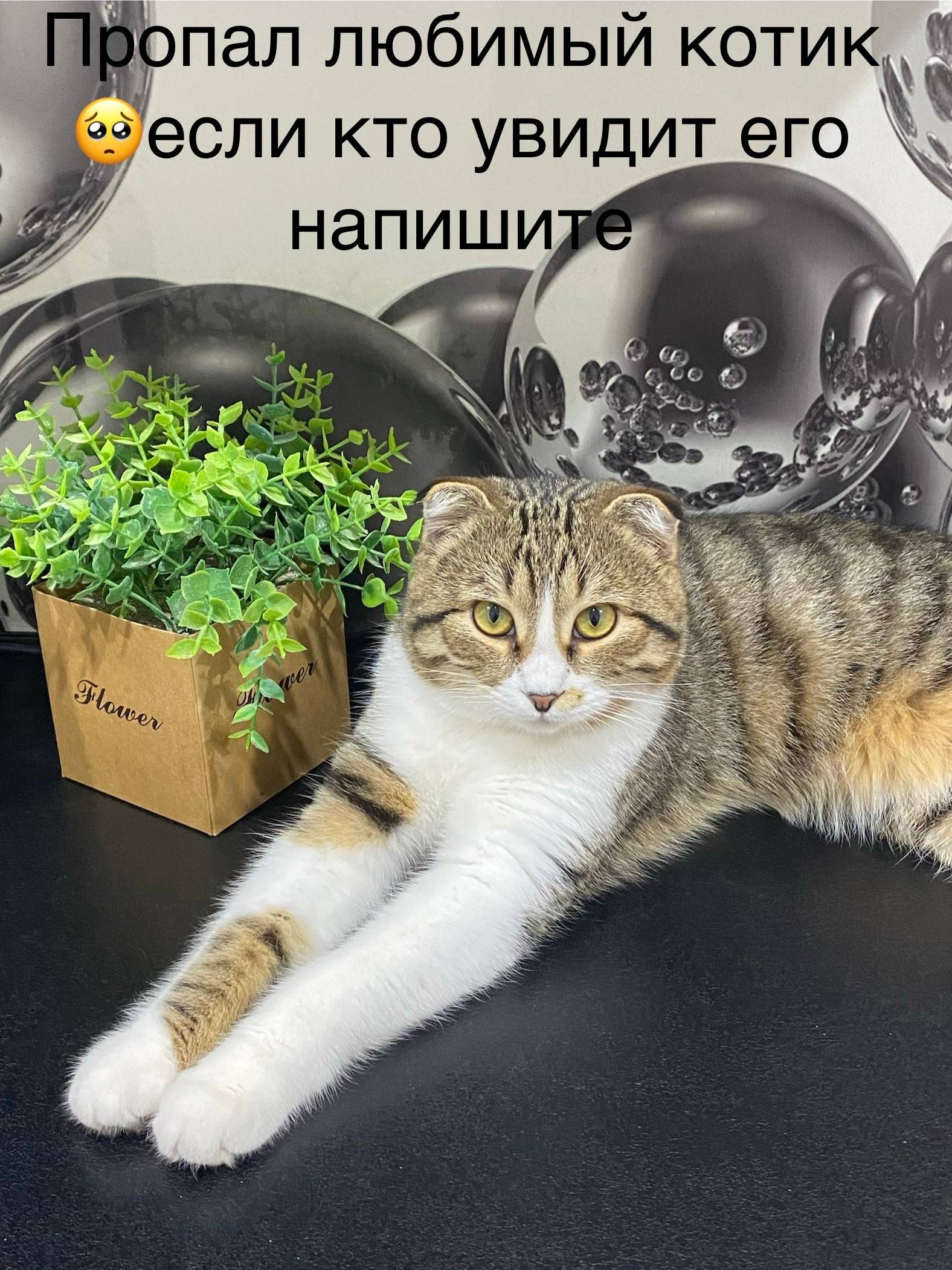 Пропал котик Тима, ПМК