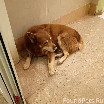 Пропала собака, возле 21-го «Д»