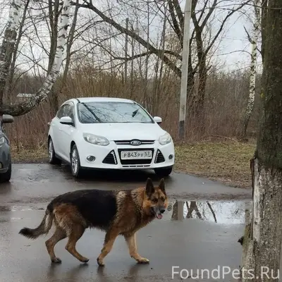 Найден кобель немецкой овчарки, Мценск