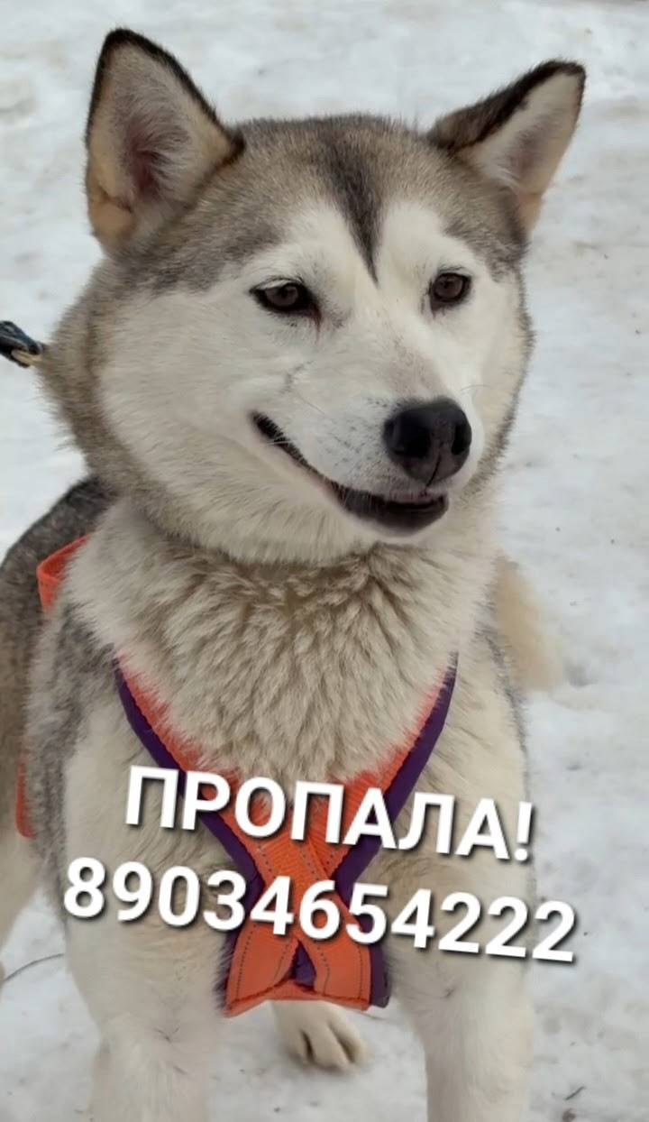 Пропали хаски и аляски Эля, Шира и Муся, Майкоп