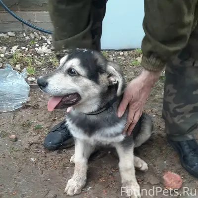 Найден щенок, Сормовский район