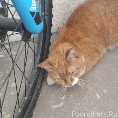 Найдена кошка, ул. Вишерская
