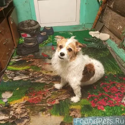 Пропал мальчик по кличке Тузик