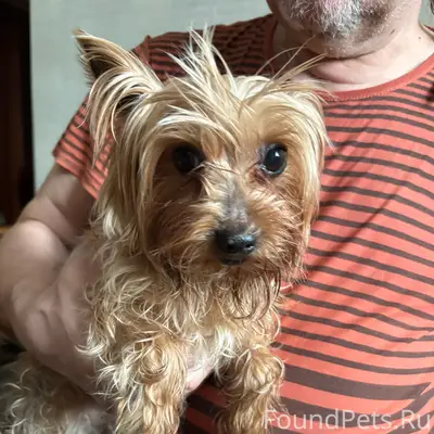 Найден йоркширский терьер, мальчик