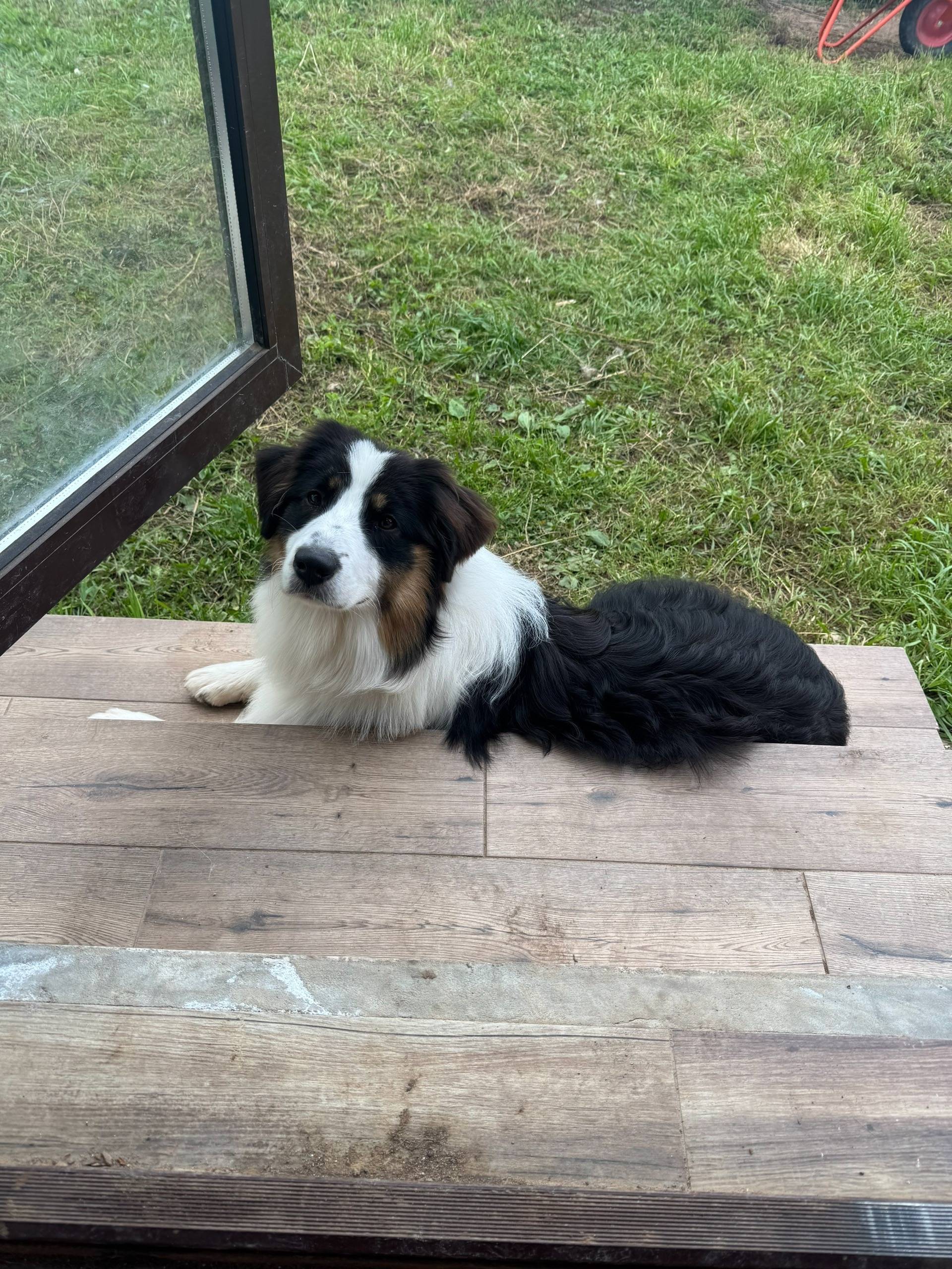 Пропала собака Арья, Завьяловский район