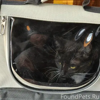 Найден кот, Дзержинский район