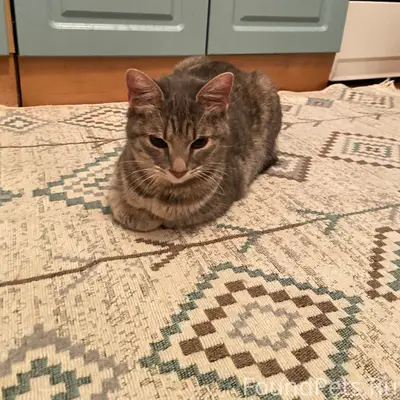 Найдена кошка, переулок Фокина 10