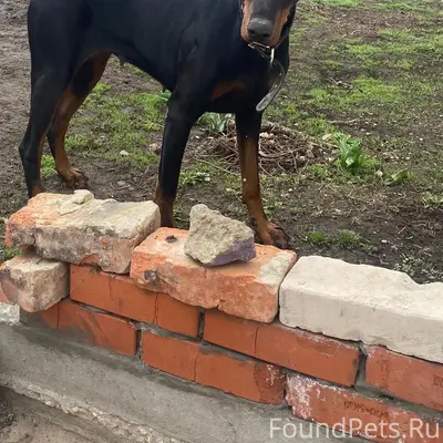 Найден доберман, предположительно сука, Вольск