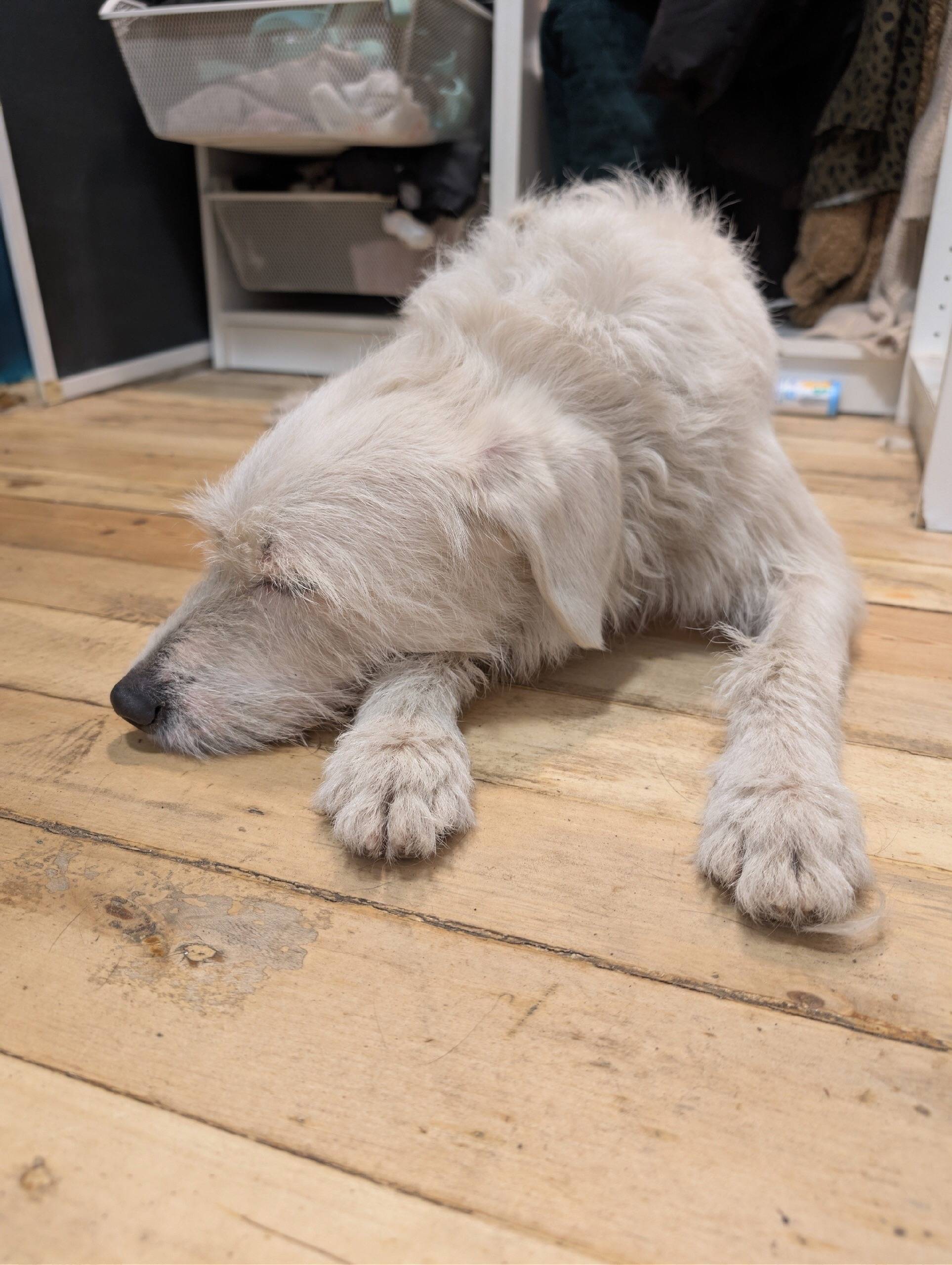 Найден щенок-подросток, город