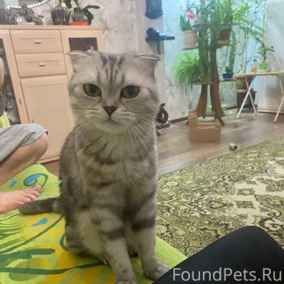 Пропала кошка Стеша, Красноярск, Пашенный