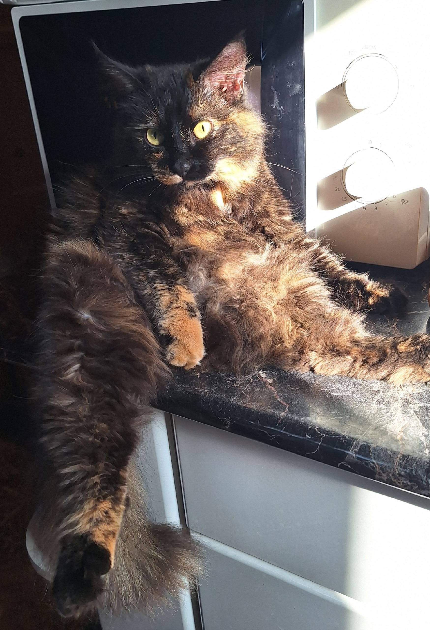 Пропала кошка Буся, Панковка 7км дачи