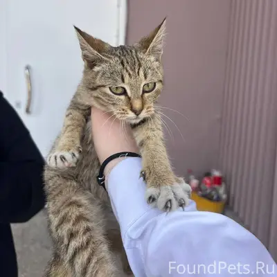 Найден котёнок, возможно девочка, возле дк Лазурный