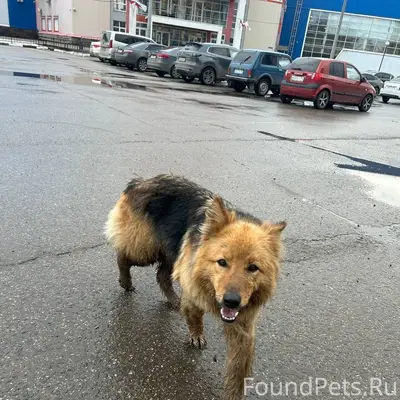 Пропала помесь овчарки, Приокский район