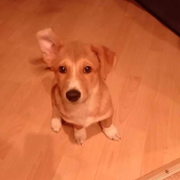 Пропала собачка, Ангарск, 18 квартал