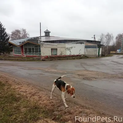 Найден охотничий пёс, Нарышкино/Совхозный