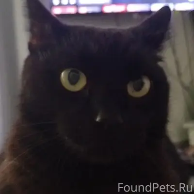 Пропал черный кот Найт