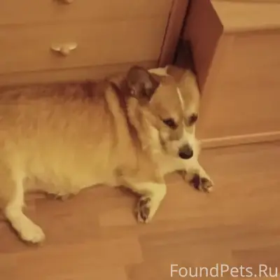 Пропал пёс, неизвестное местоположение