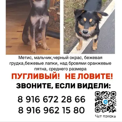 Пропал щенок, Коммунарка