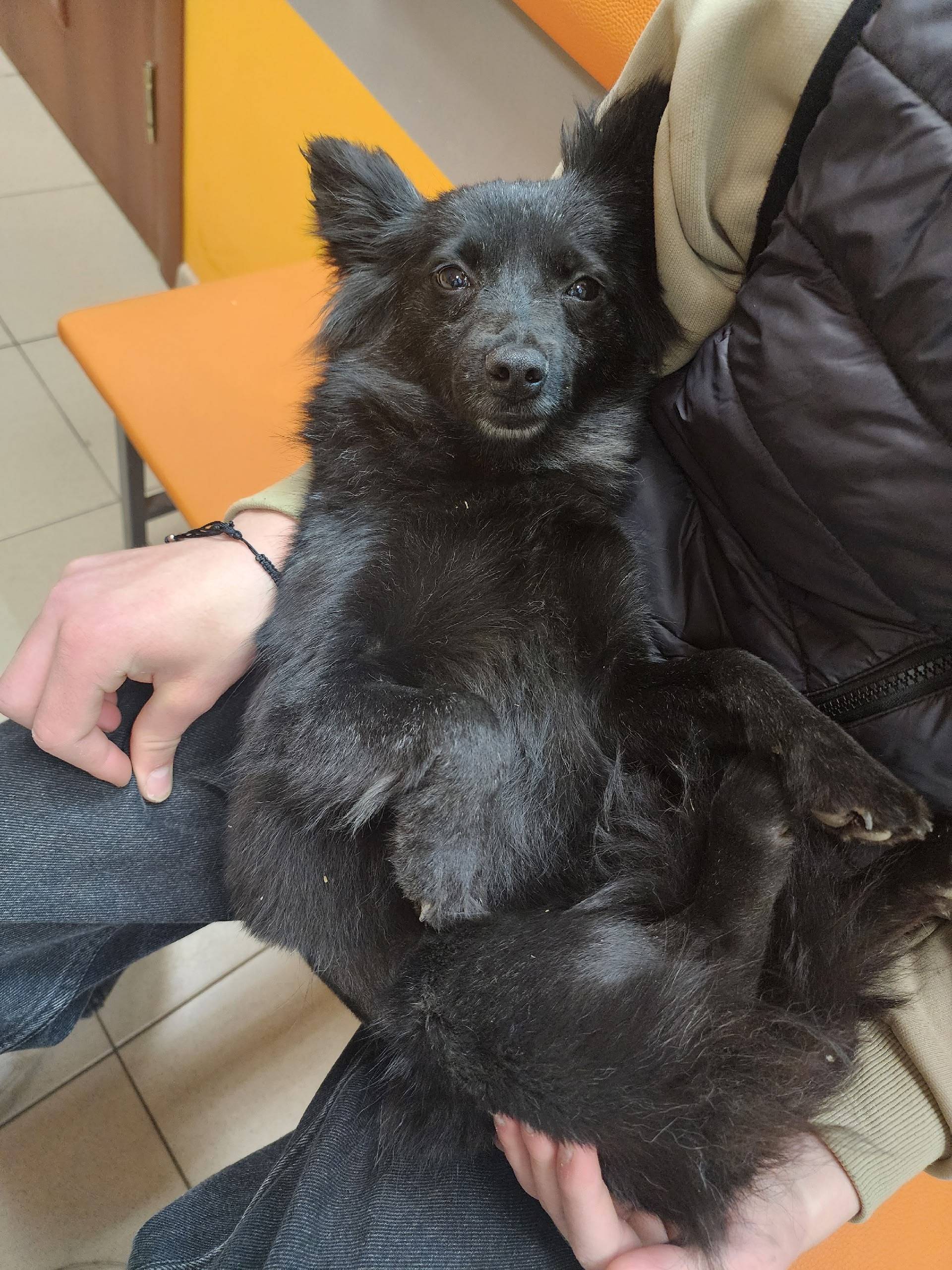 Найденна небольшая собака, ул. Усилова д. 11