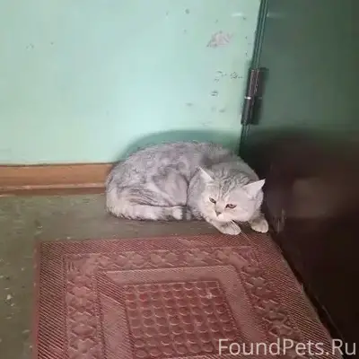 Найден кот, [место не указано]
