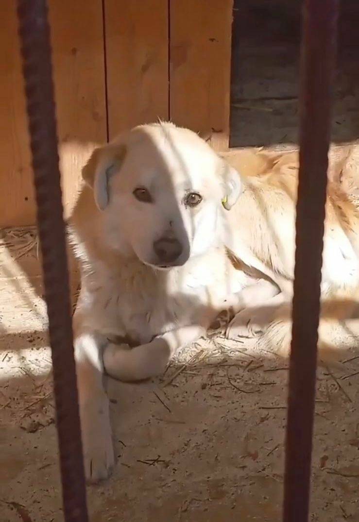 Пропал пёс Тим, Кинельский район