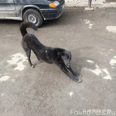 Найден черный пёс, Екатеринбург, Вторчермет
