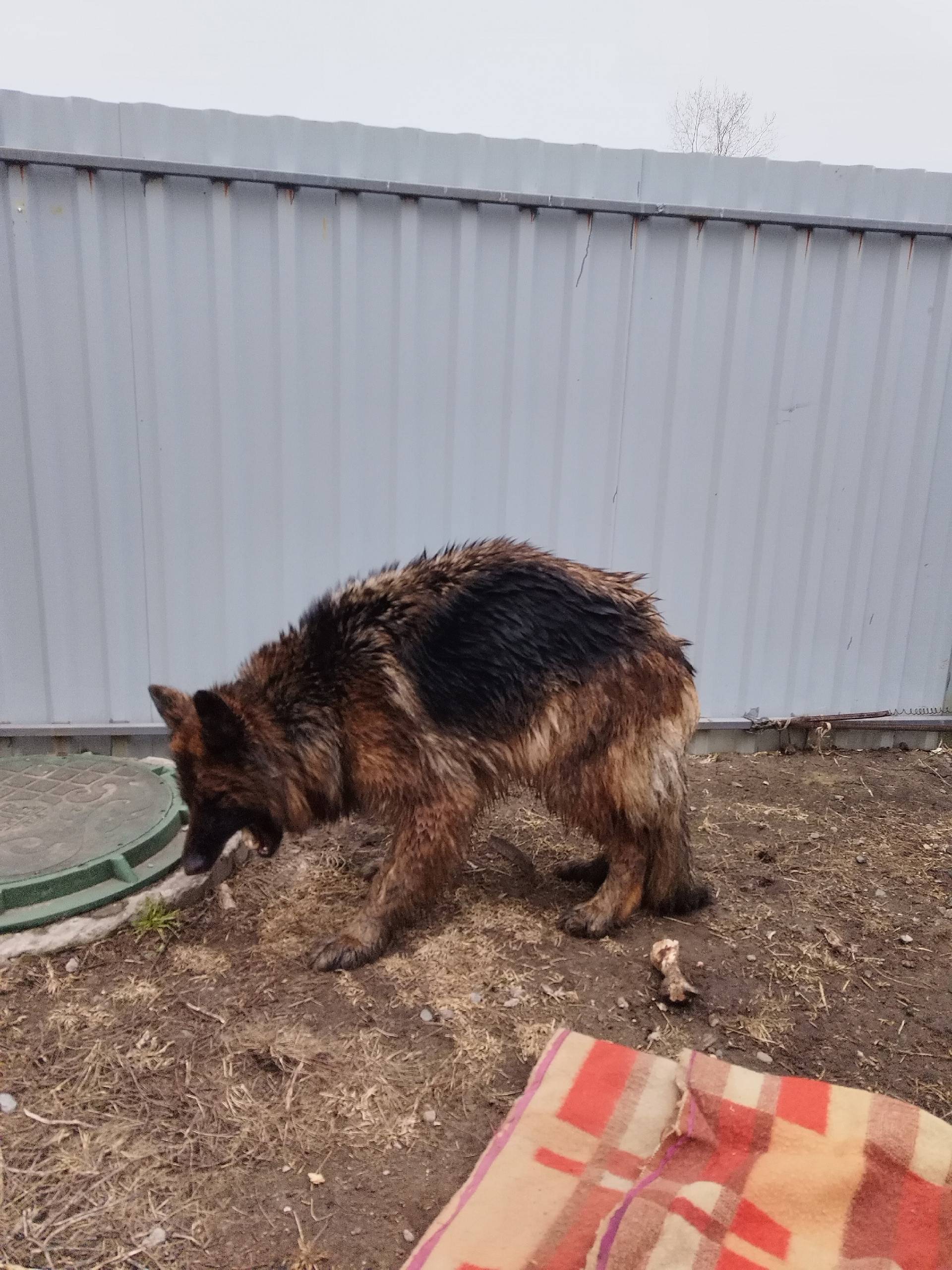 Найденна овчарка, пос. Октябрьский