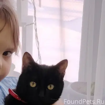 Пропал кот Сёма, район улицы Покровского