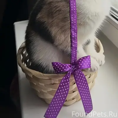 Пропала трехцветная кошка Буся, мкр Керва