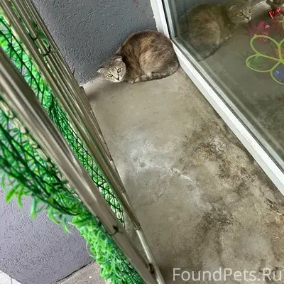 Найдена кошка, Кошелев парк