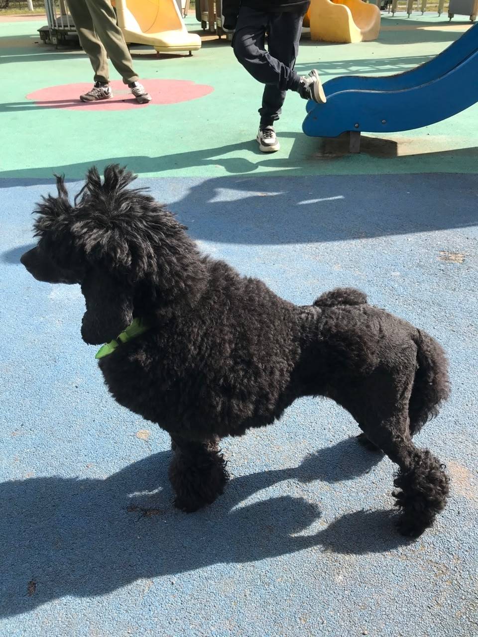 Найден пудель, чёрный, стрижка, Невский район