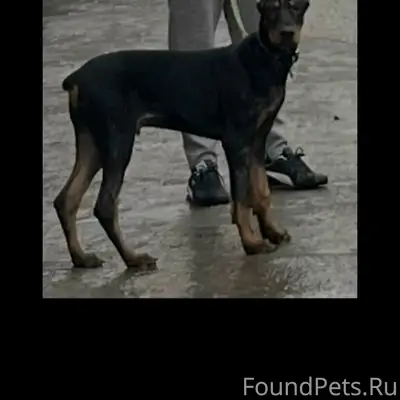 Пропал щенок доберман, район 80 Гвардейской дивизии