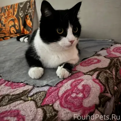 Пропал кот Тишка, Ленинский район