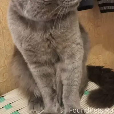 Пропал кот, центр города, ул. Челюскинцев