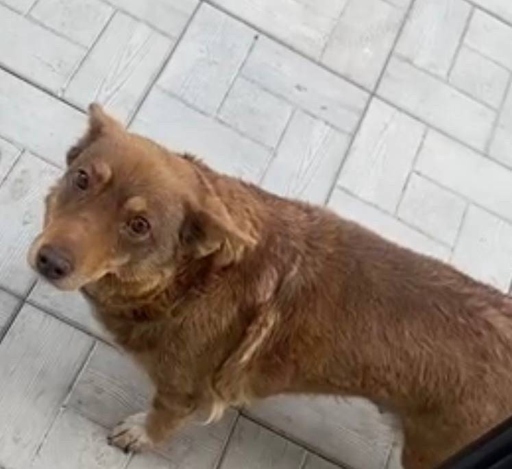 Пропала рыжая собака, Матросовская/Сенная