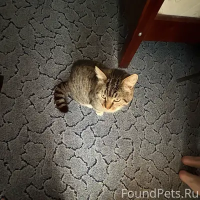 Пропал кот Митя, улица Тельмана