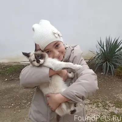 Пропала кошка, район гаи