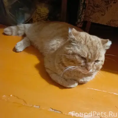 Найден кот шотландской породы, Пушкина, 8
