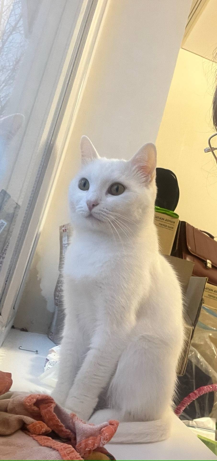 Пропала кошка Зефирка, снт Карачи